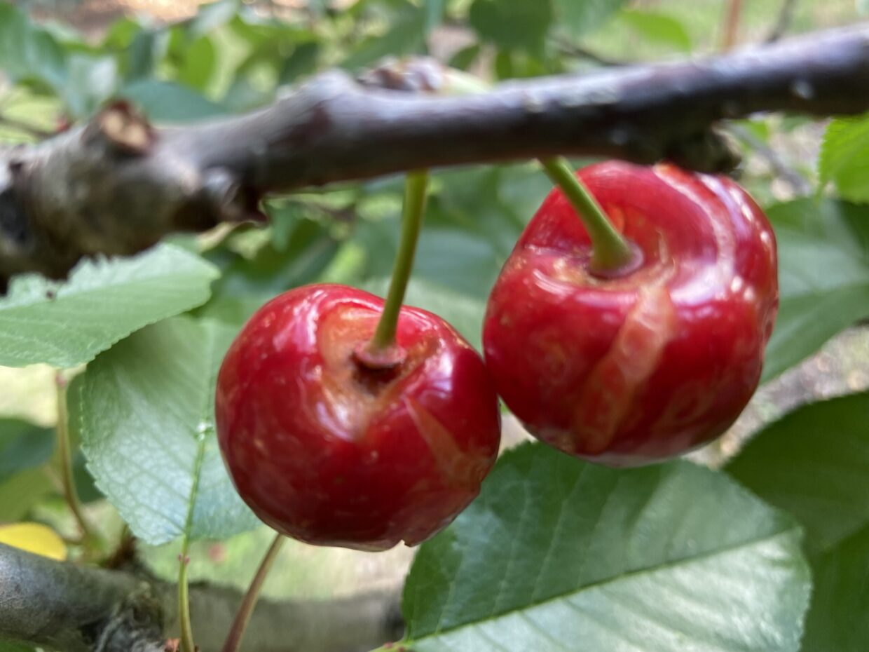 Cherry & Berry Season